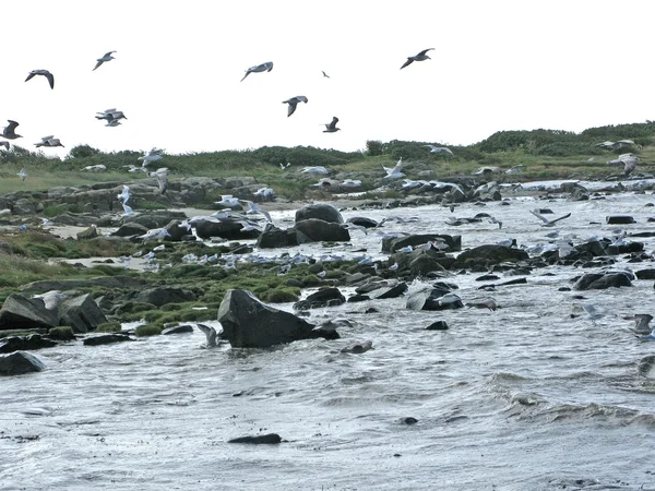 Gaivotas e algas marinhas na praia — Fotografia de Stock