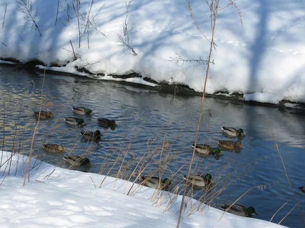 Canards colverts nageant dans la rivière — Photo