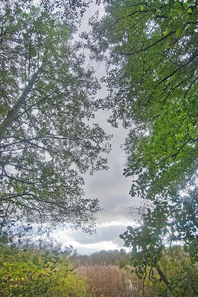 Coronas de árboles contra nublado — Foto de Stock