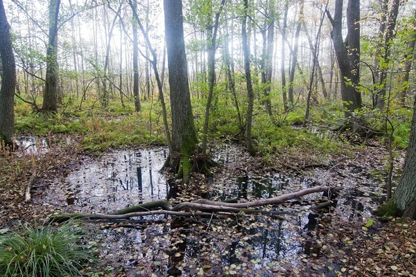 Laub und Sumpf im Wald — Stockfoto