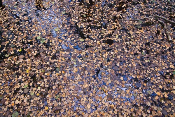 Őszi levelek a vízfelszínen — Stock Fotó