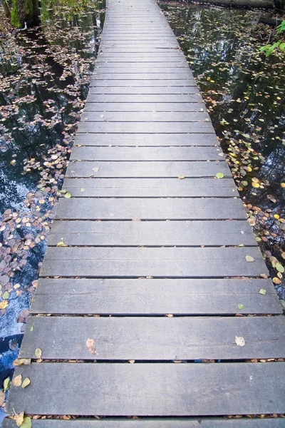 Boardwalk through forest landscape — Stock Photo, Image