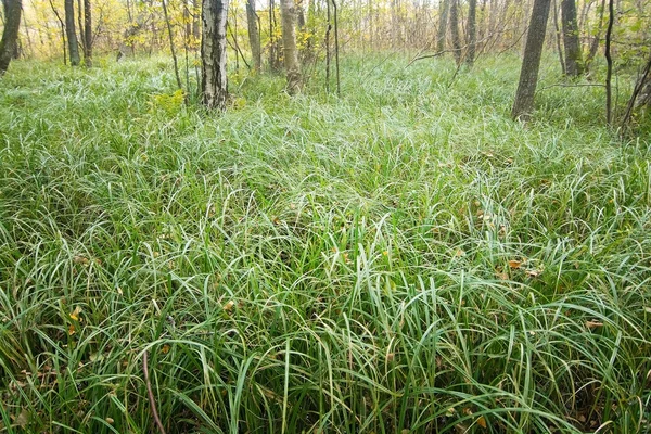 Erba verde naturale nel prato foresta — Foto Stock