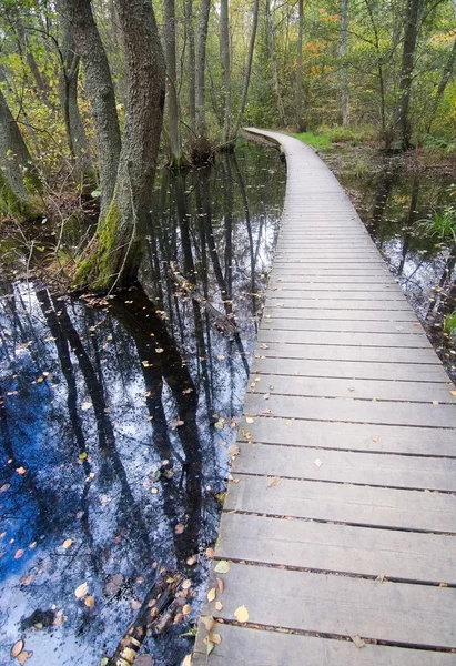 Boardwalk through forest landscape — Stock Photo, Image