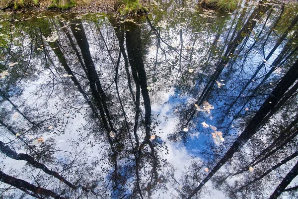 Reflexion von Baum und Himmel — Stockfoto