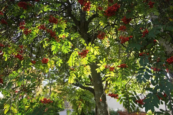 Rowan-berry tree — Stock Photo, Image