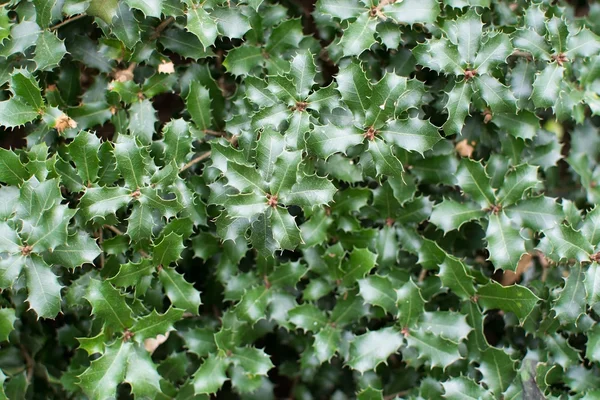 Kermes oak prickly leaves — Stock Photo, Image