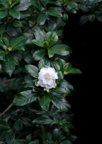 White gardenia flower — Stock Photo, Image
