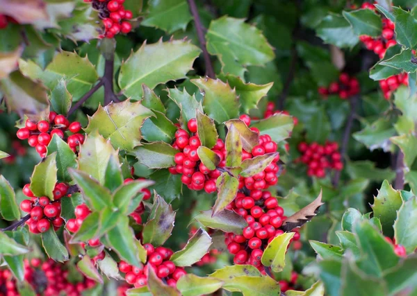 Red holly berries — Stock Photo, Image