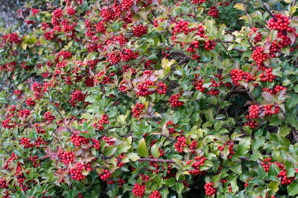 Bagas vermelhas Holly — Fotografia de Stock