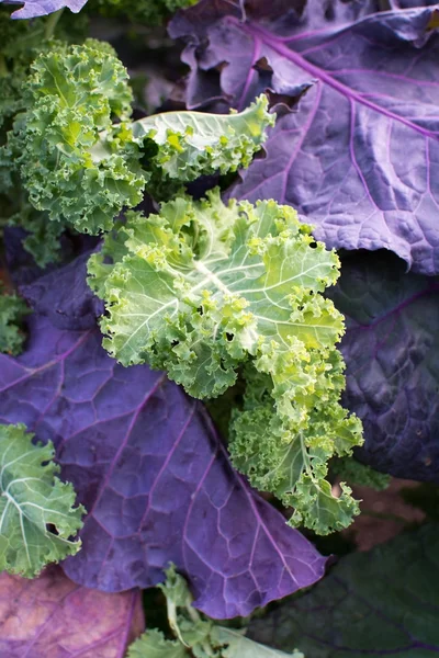 Kail of boerenkool Brassica close-up in paars en groen — Stockfoto