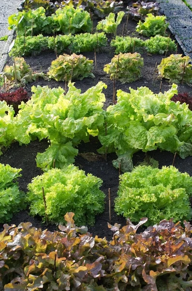 Verschiedene grüne Blattsalate — Stockfoto