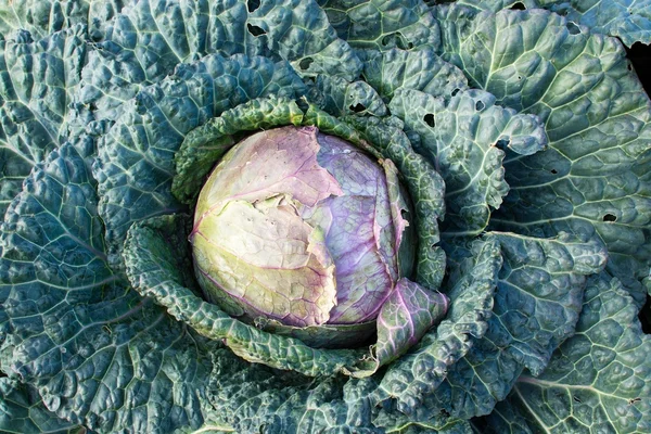 Savoy cabbage closeup — Stock Photo, Image