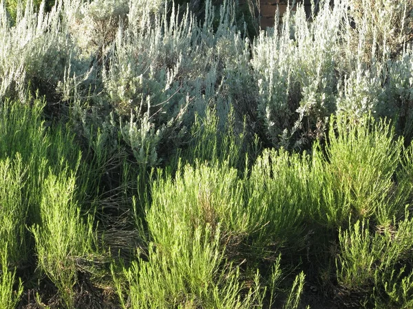 Hierbas de romero en Arizona — Foto de Stock