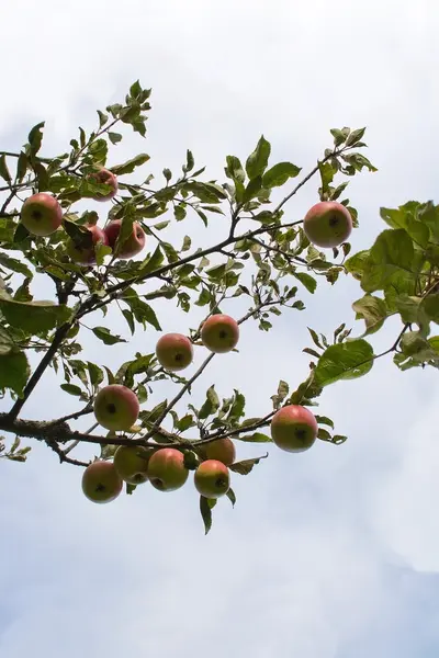 Red apples on tree — Stock Photo, Image