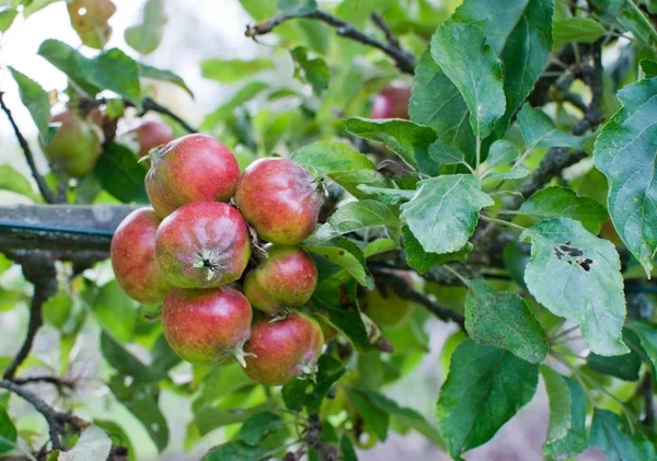 Red ripe apples on tree — Stock Photo, Image