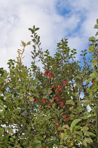 Red apples on tree — Stock Photo, Image