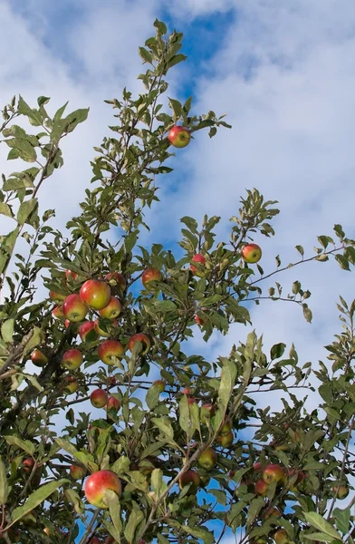 Red apples on tree — Stock Photo, Image