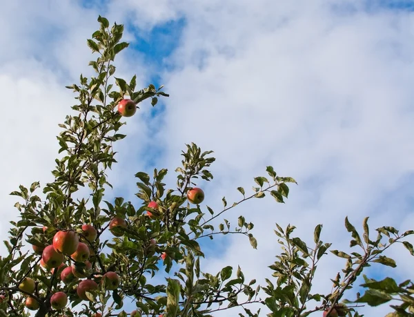 Red apples on tree — Stock Photo, Image