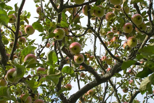 Red apples on tree — Stock Photo, Image