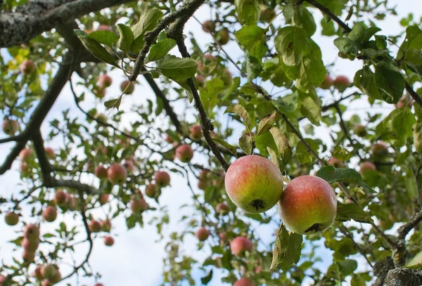 Red apples on tree — Stock Photo, Image