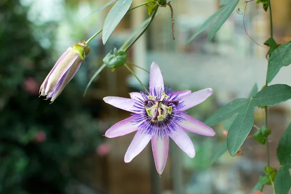 Purple Passion flower — Stock Photo, Image