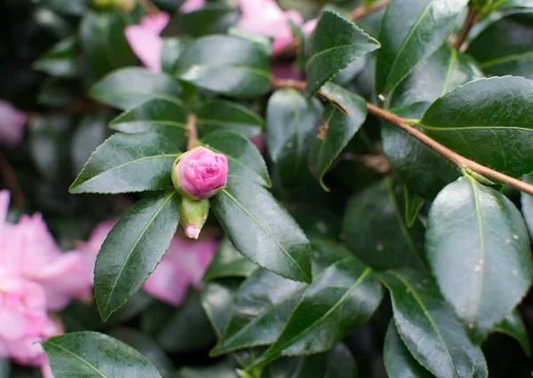 Pembe kamelya çiçeği — Stok fotoğraf