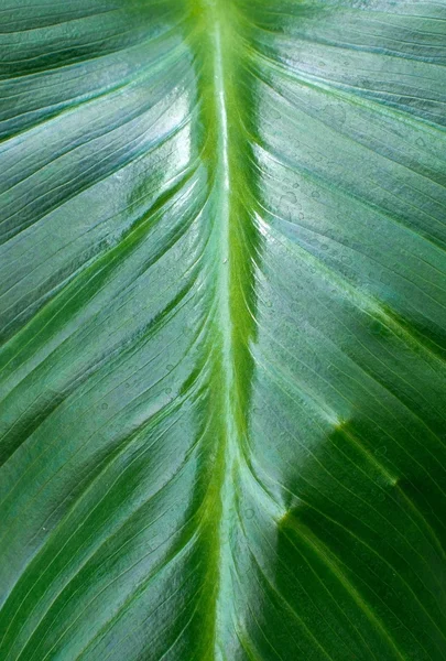 Folha verde fresca macro — Fotografia de Stock