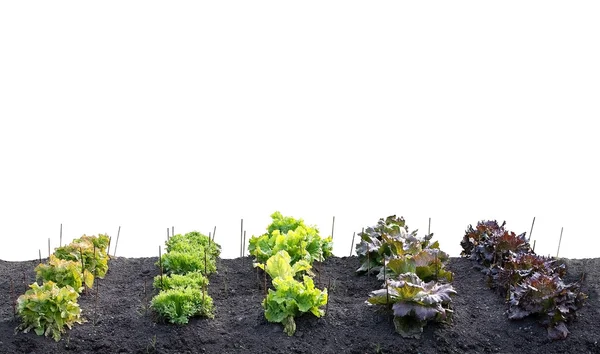 Various leafy green salats — Stock Photo, Image
