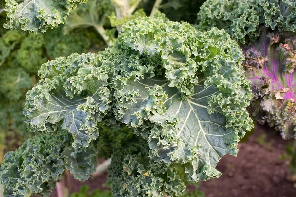 Färgglada grönkål Brassica — Stockfoto