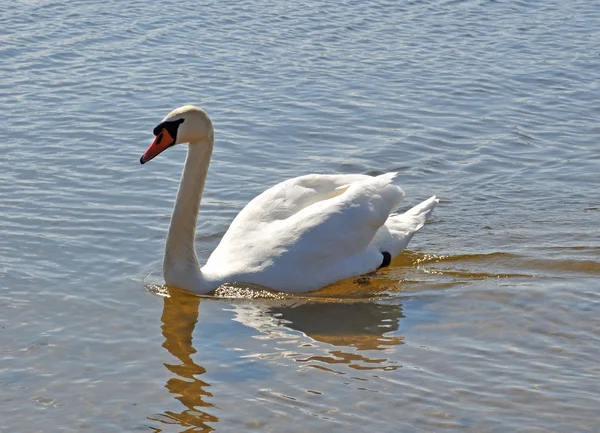 Witte Zwaan zwemmen — Stockfoto