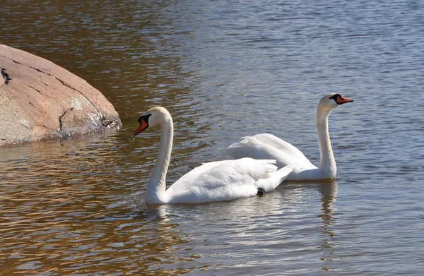 White swan swimming — 스톡 사진