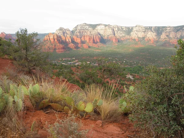 Sedona Röda Jorden Och Naturlig Grön Cactus Vegetation Röd Rock — Stockfoto