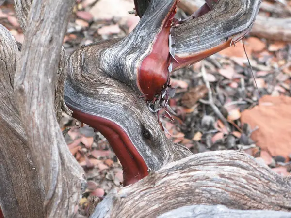 Tronco Árbol Crecido Primer Plano Espiral Cerca Vórtice Sedona Arizona — Foto de Stock