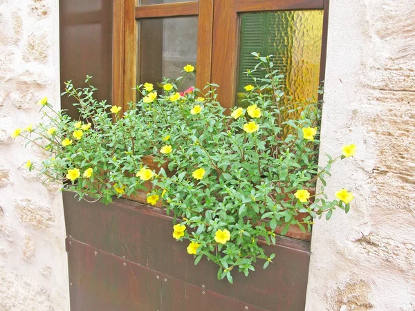 Yellow flowers in flowerpot — Stock Photo, Image