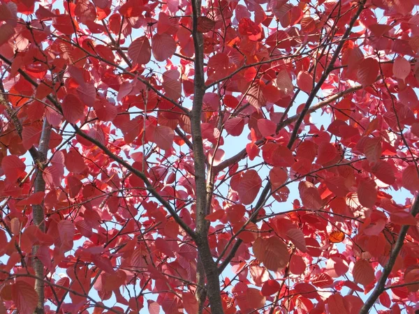 Feuilles d'automne rouge gros plan — Photo