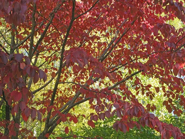 Hojas rojas de otoño primer plano —  Fotos de Stock