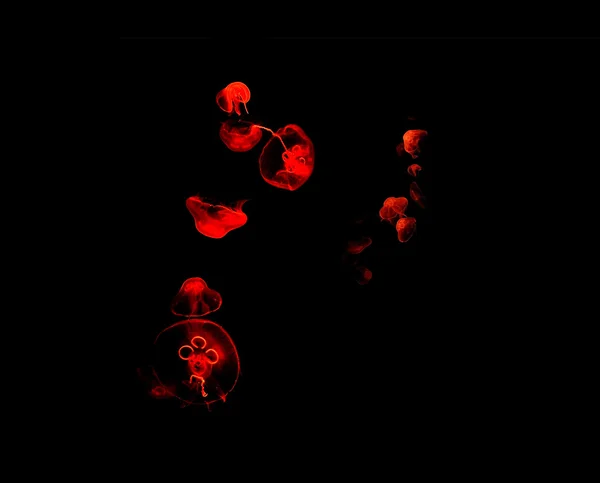 Piros medúza absztrakt Vértes — Stock Fotó
