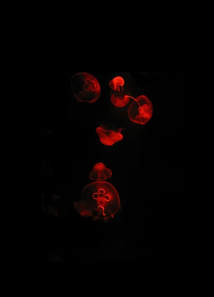 Αφηρημένη closeup κόκκινο Μέδουσα — Φωτογραφία Αρχείου