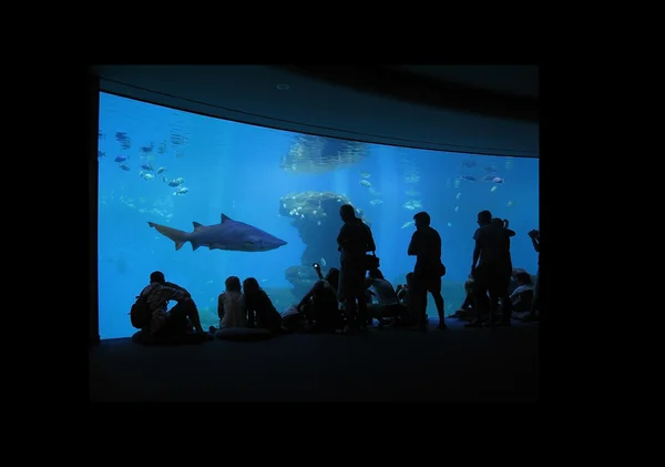 水族館で海洋のウィンドウ — ストック写真