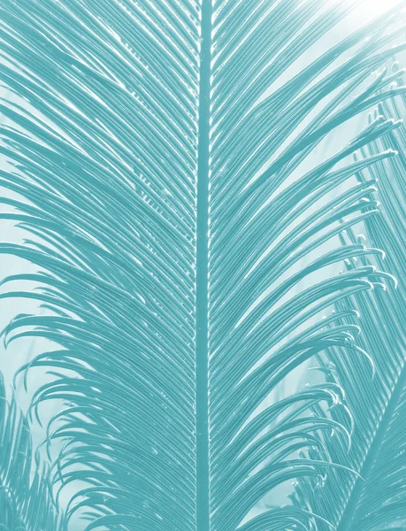 추상 팜 나뭇잎 패턴 — 스톡 사진