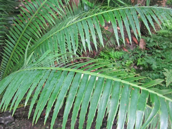 Hojas de palmera primer plano —  Fotos de Stock