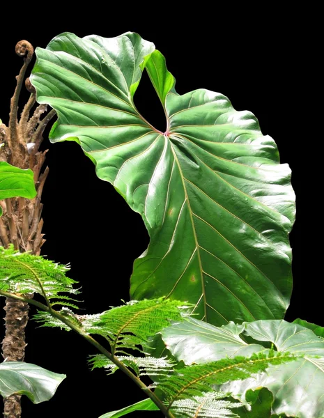 Stora gröna monstera blad — Stockfoto