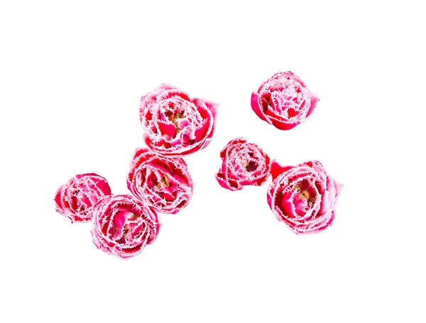 Επτά τριαντάφυλλα με παγωμένο βλέμμα που απομονώνονται σε λευκό — Φωτογραφία Αρχείου