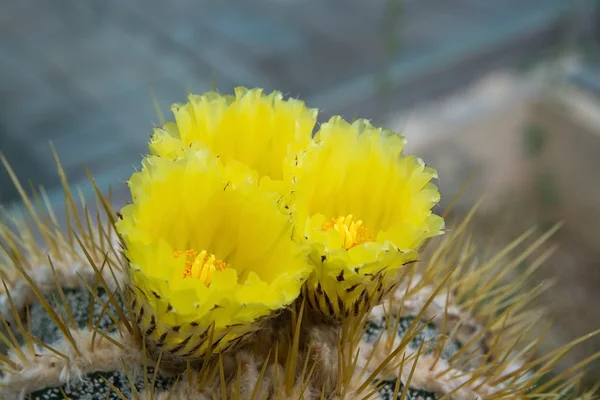 Yellow cactus flowers with petals — Stock Photo, Image