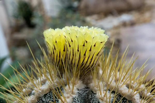 Yellow cactus flower with petals and needles — Stock Photo, Image