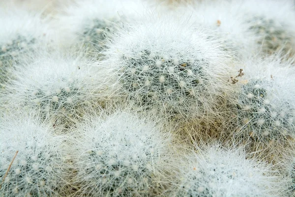 Pequeño cactus peludo en forma de bola —  Fotos de Stock