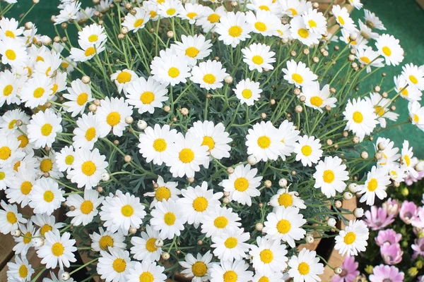White Oxe-eye daisy May flowers — Stock Photo, Image