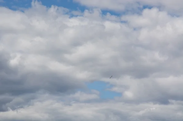 Mouette volant contre un ciel nuageux — Photo