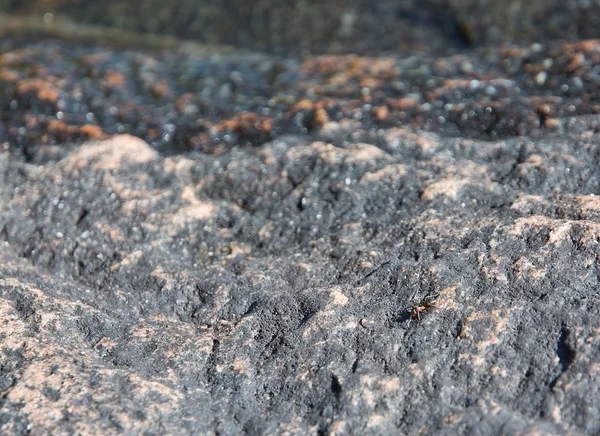 花崗岩岩盤の上森林 ant — ストック写真